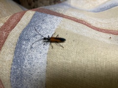 Stenoderus suturalis
