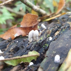 Xylaria polymorpha