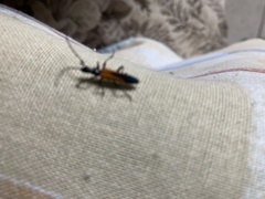 Stenoderus suturalis