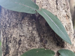Parsonsia