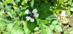Thyreus nitidulus