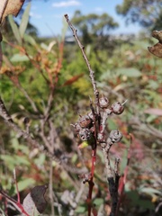 Eucalyptus petrensis