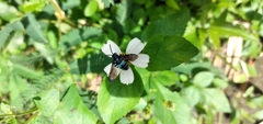 Thyreus nitidulus