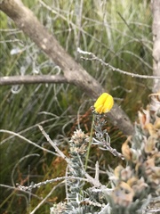 Aspalathus nickhelmei