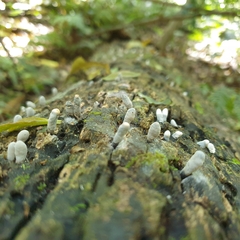 Xylaria polymorpha