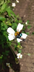 Thyreus nitidulus