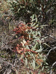 Eucalyptus petrensis