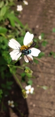 Thyreus nitidulus
