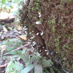 Xylaria polymorpha
