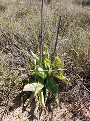 Lichtensteinia lacera