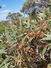 Eucalyptus petrensis