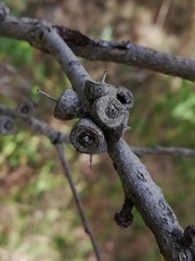 Eucalyptus decipiens
