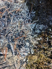Cladonia phyllophora