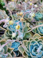 Graptoveria