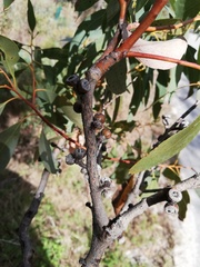 Eucalyptus decipiens