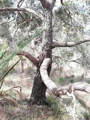 Eucalyptus decipiens