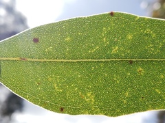Eucalyptus decipiens