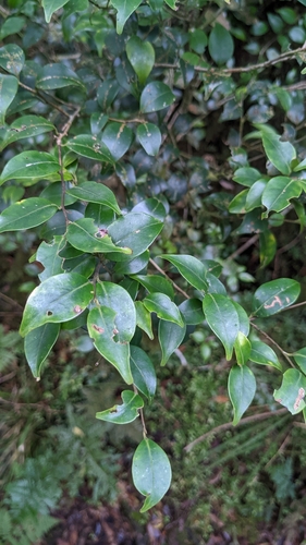 Ilex goshiensis, photograph 6
