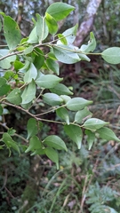 Ilex goshiensis