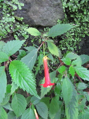 Achimenes heterophylla