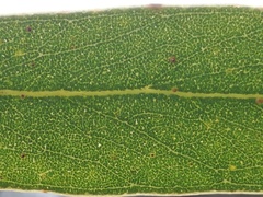 Eucalyptus foecunda foecunda