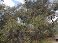 Eucalyptus foecunda foecunda