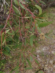 Eucalyptus foecunda foecunda
