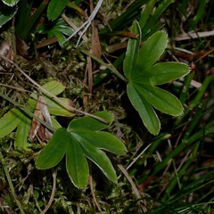 Alchemilla grenieri