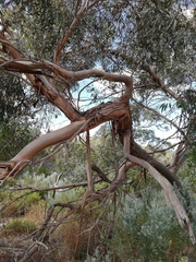 Eucalyptus foecunda foecunda