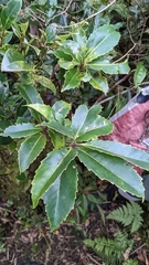 Helicia rengetiensis