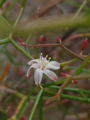 Corynotheca micrantha