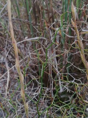 Corynotheca micrantha