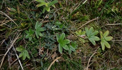 Alchemilla grenieri