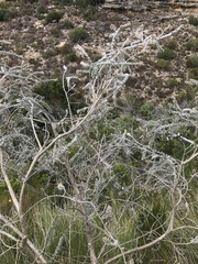 Aspalathus nickhelmei