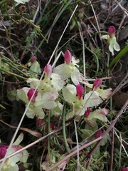 Lechenaultia linarioides