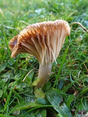 Cuphophyllus colemannianus