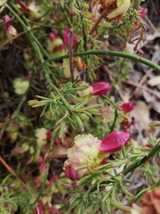 Lechenaultia linarioides