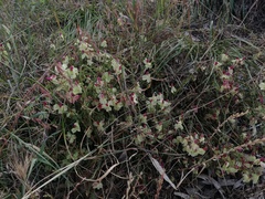 Lechenaultia linarioides