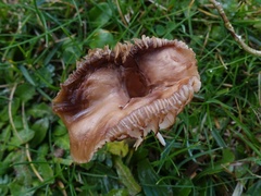 Cuphophyllus colemannianus