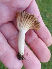 Cuphophyllus colemannianus