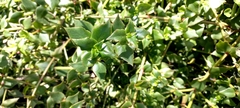 Crassula sarmentosa