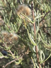 Eriocephalus