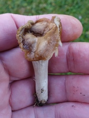 Cuphophyllus colemannianus