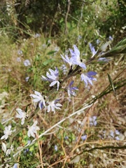 Scaevola canescens