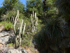 Trichocereus chiloensis