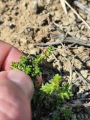 Nenax