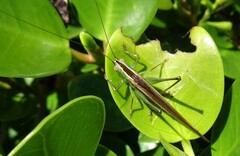 Conocephalus upoluensis
