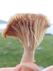 Cuphophyllus colemannianus