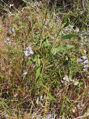 Scaevola canescens