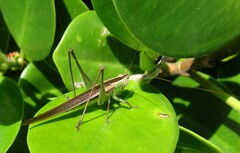 Conocephalus upoluensis